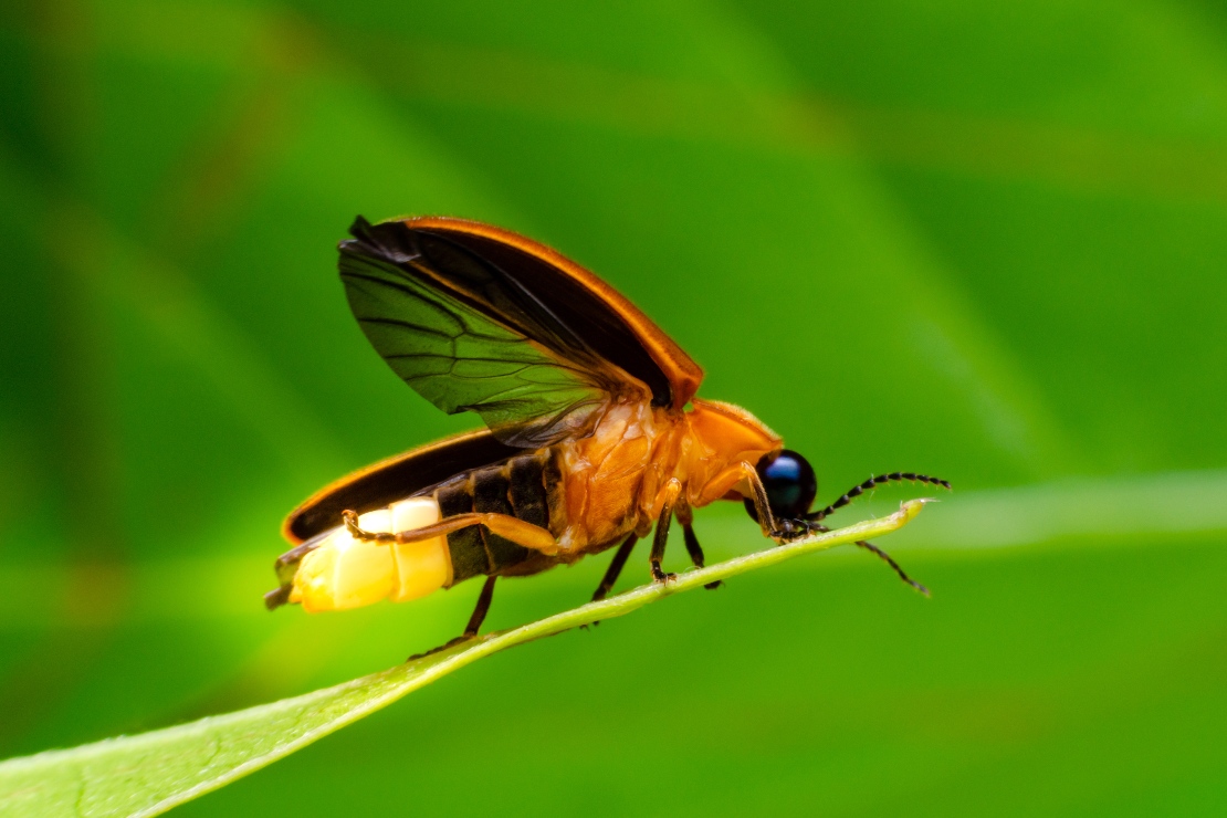 A macro close-up shot of a firefly in the day